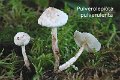 Cystolepiota pulverulenta-amf1974-1